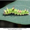 limenitis reducta larva5b